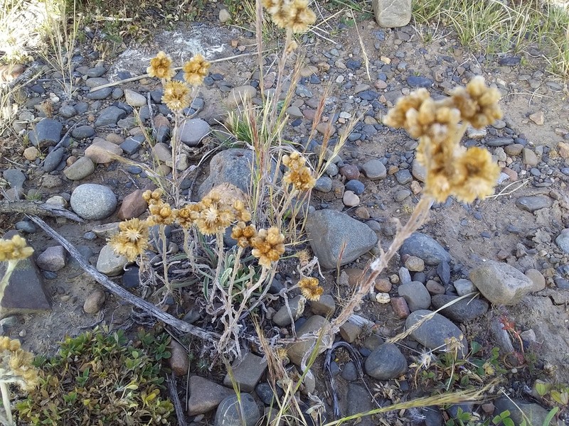 Pseudognaphalium badium photo 7