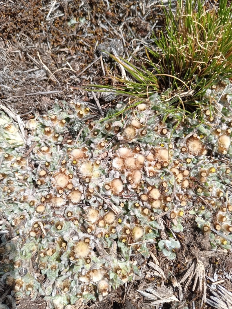 Pseudognaphalium badium photo 8