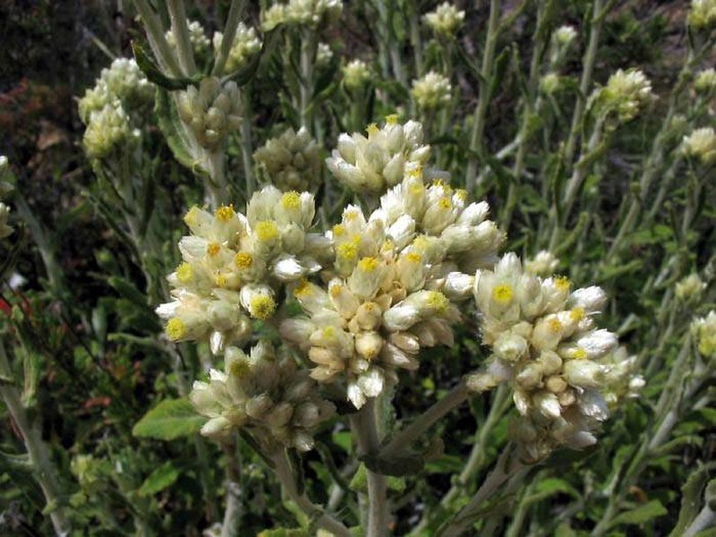 Two-Color Rabbit-Tobacco photo 2