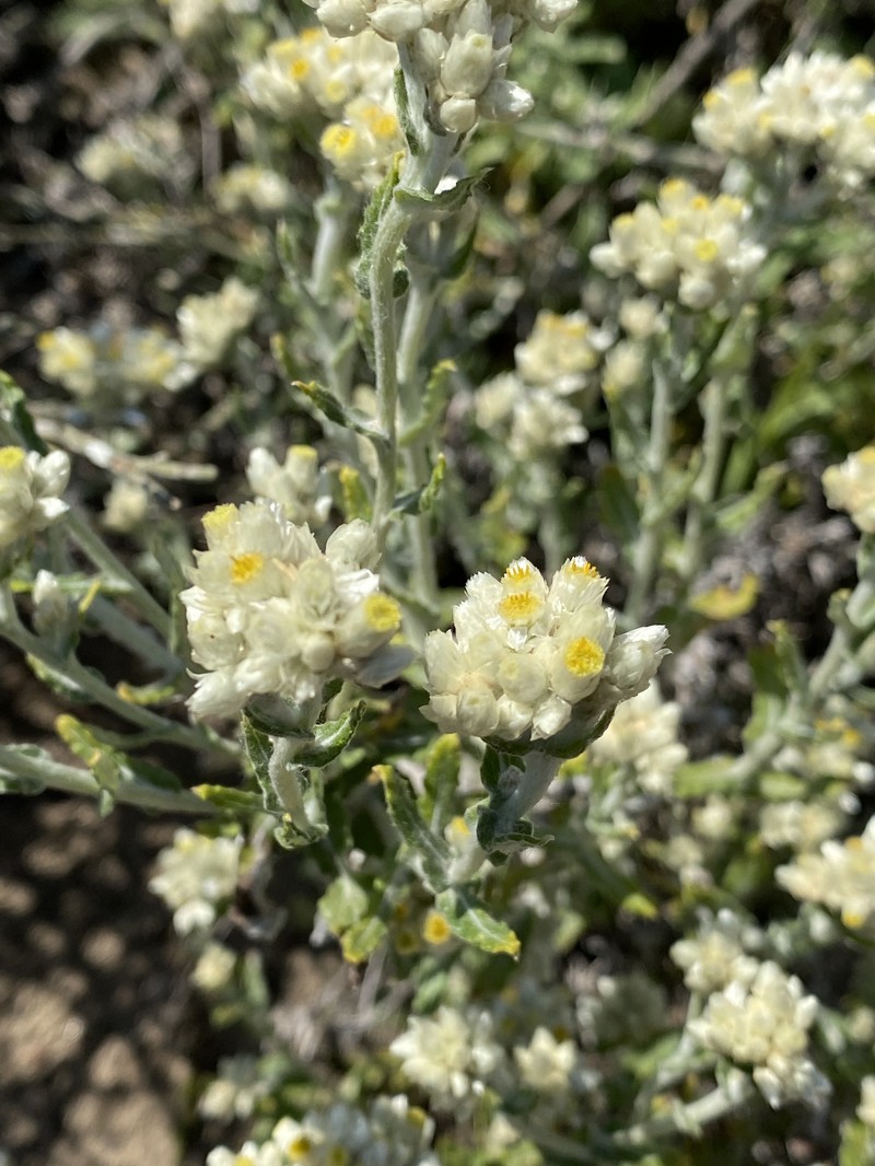 Two-Color Rabbit-Tobacco