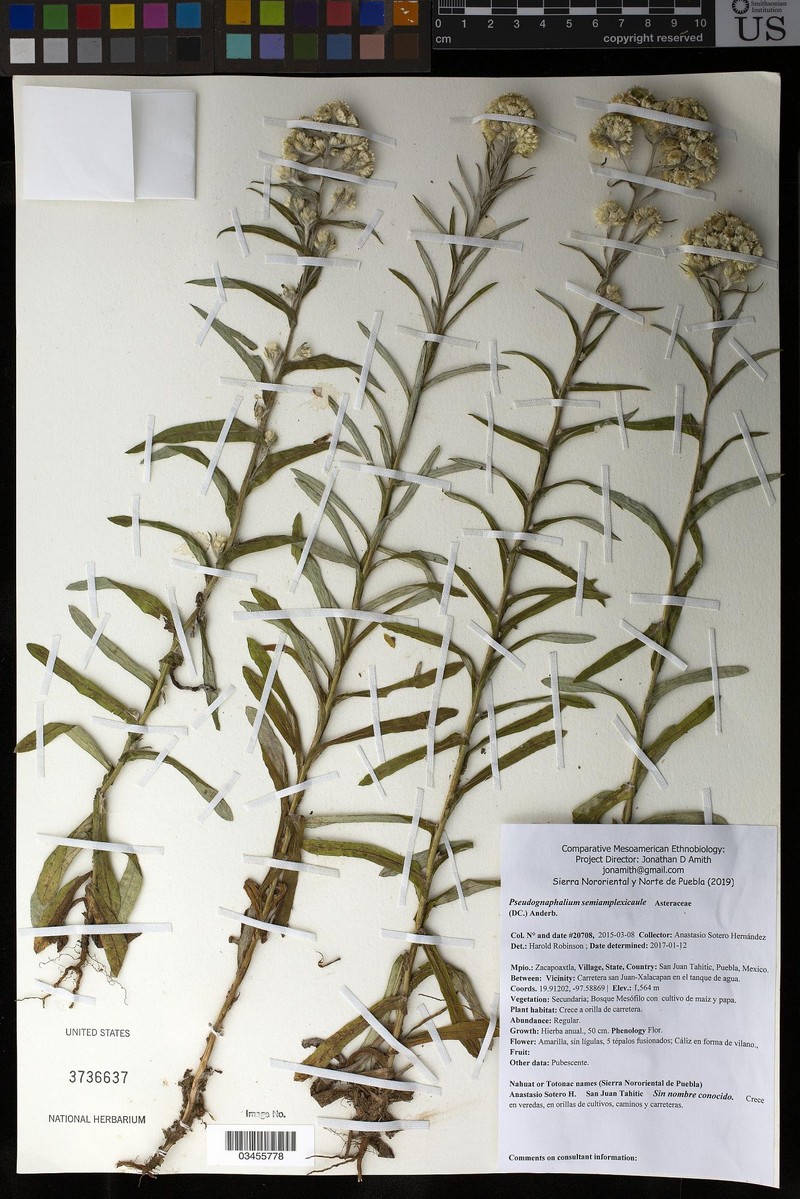 Pseudognaphalium bourgovii