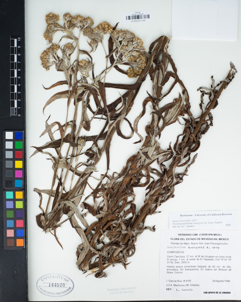 Pseudognaphalium bourgovii photo 2