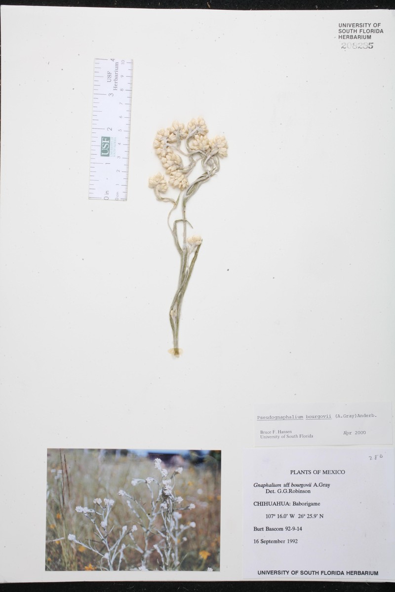 Pseudognaphalium bourgovii photo 3