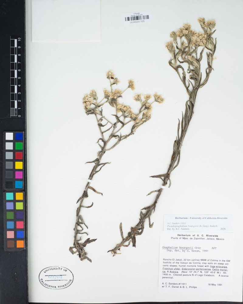 Pseudognaphalium bourgovii photo 4