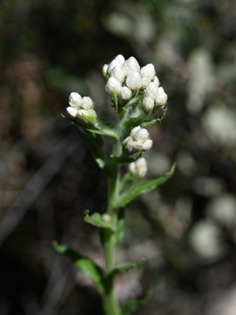 Ladies' Tobacco photo 6