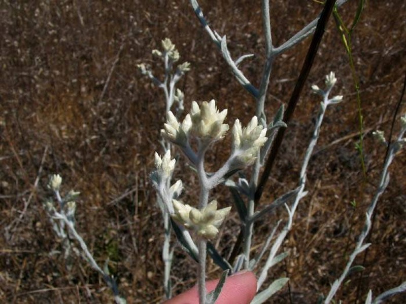 Wright's Cudweed