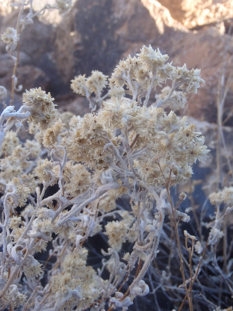 Wright's Cudweed