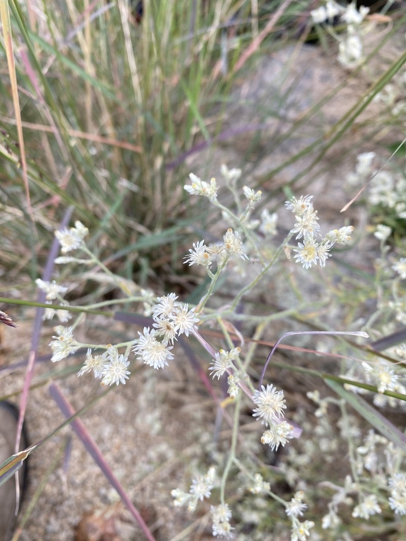 Wright's Cudweed photo 2