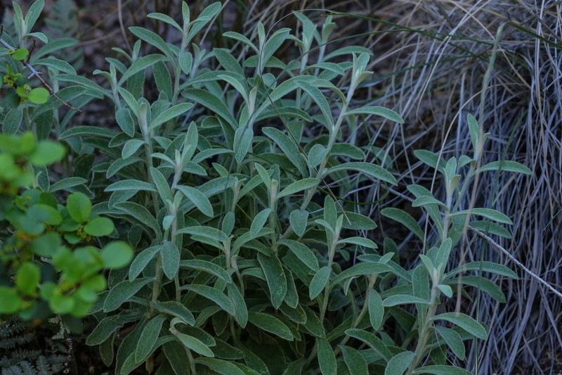 Wright's Cudweed photo 4