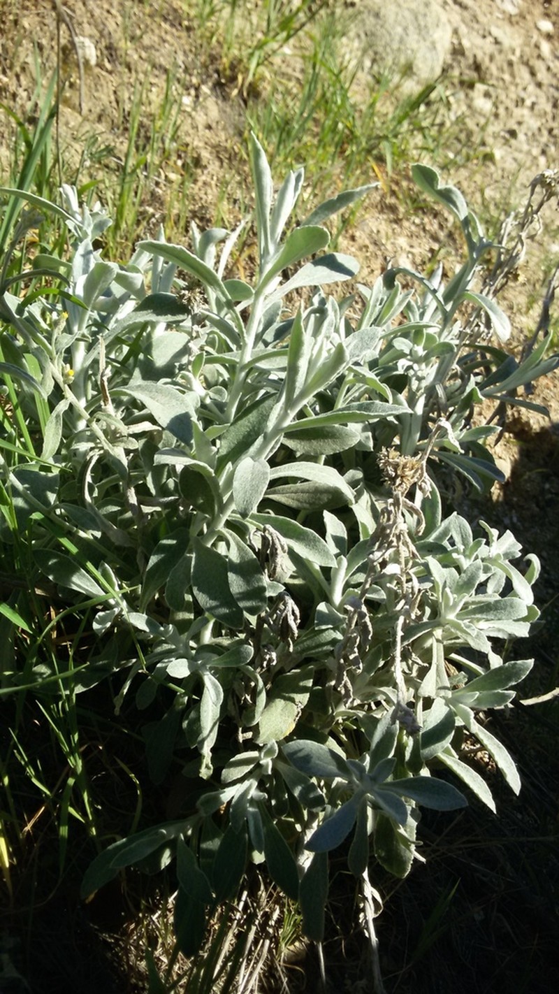 Wright's Cudweed photo 5