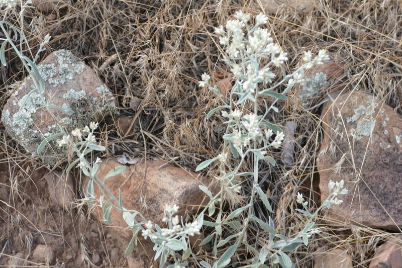Wright's Cudweed photo 6