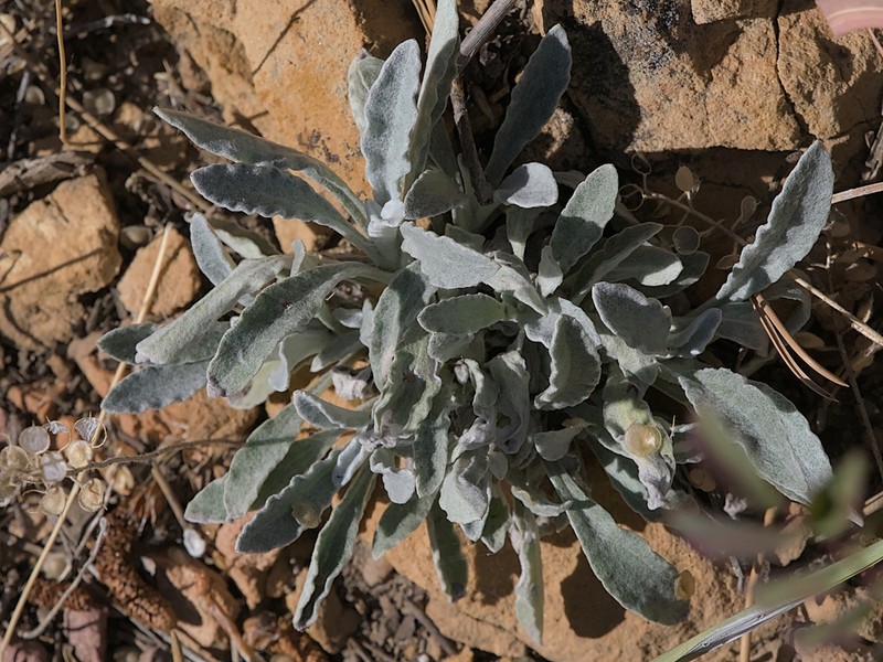 Wright's Cudweed photo 7