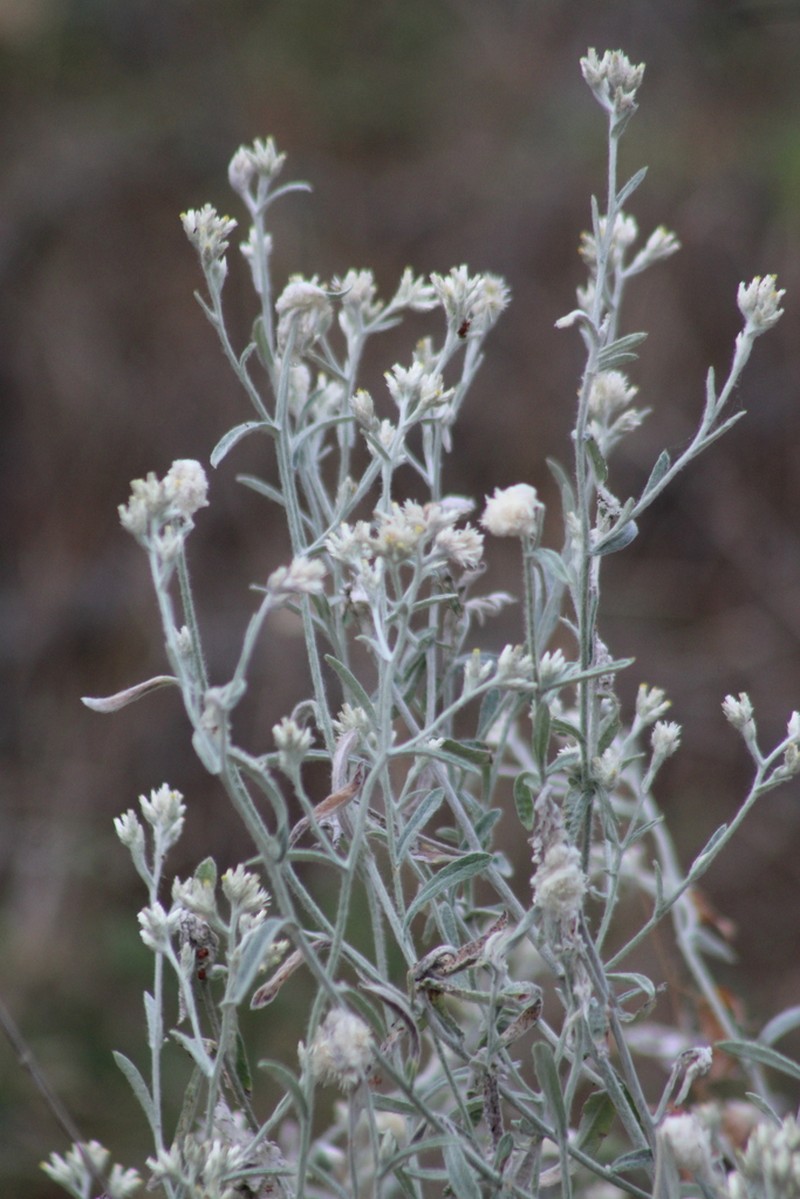Wright's Cudweed photo 8