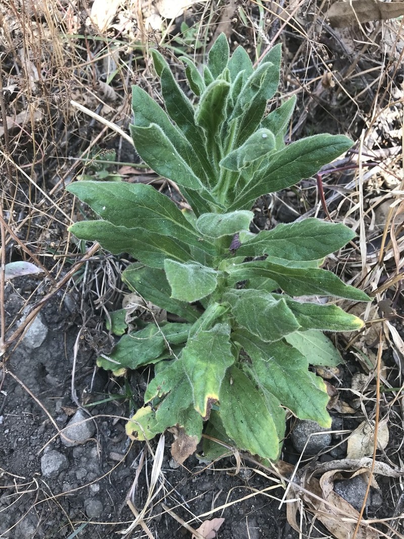Pseudognaphalium chartaceum