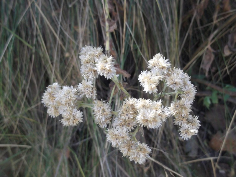 Pseudognaphalium chartaceum photo 2