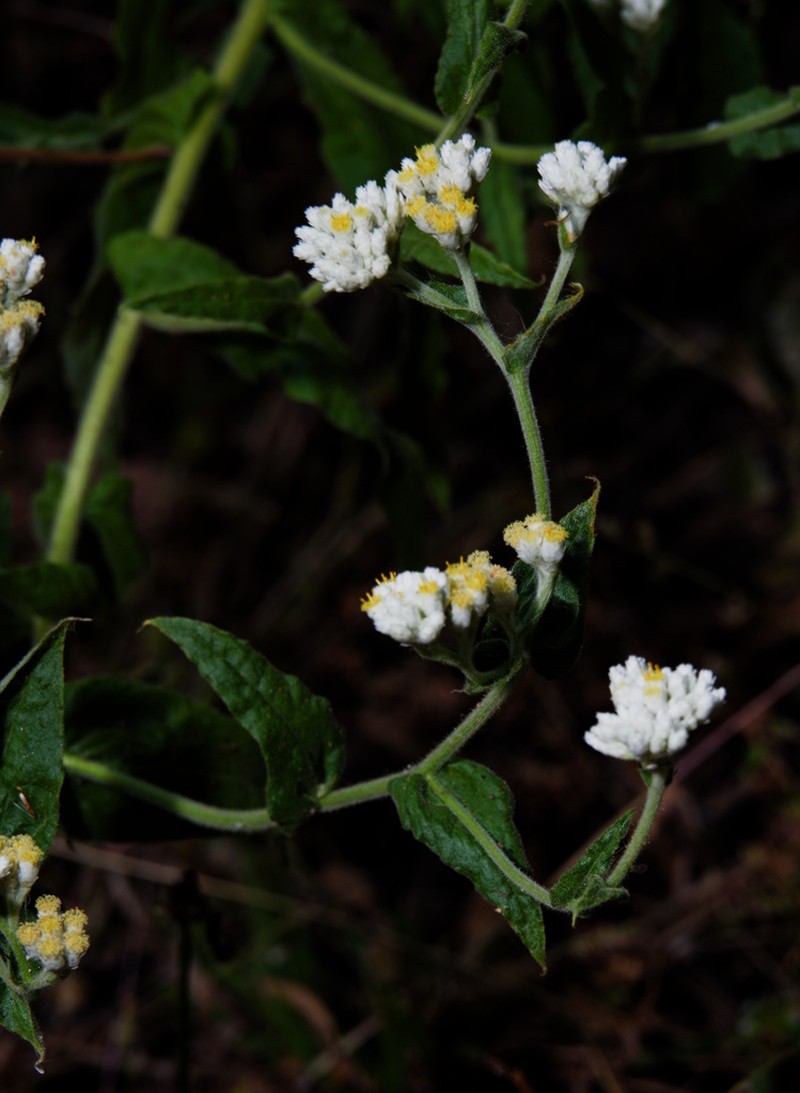 Pseudognaphalium chartaceum photo 3
