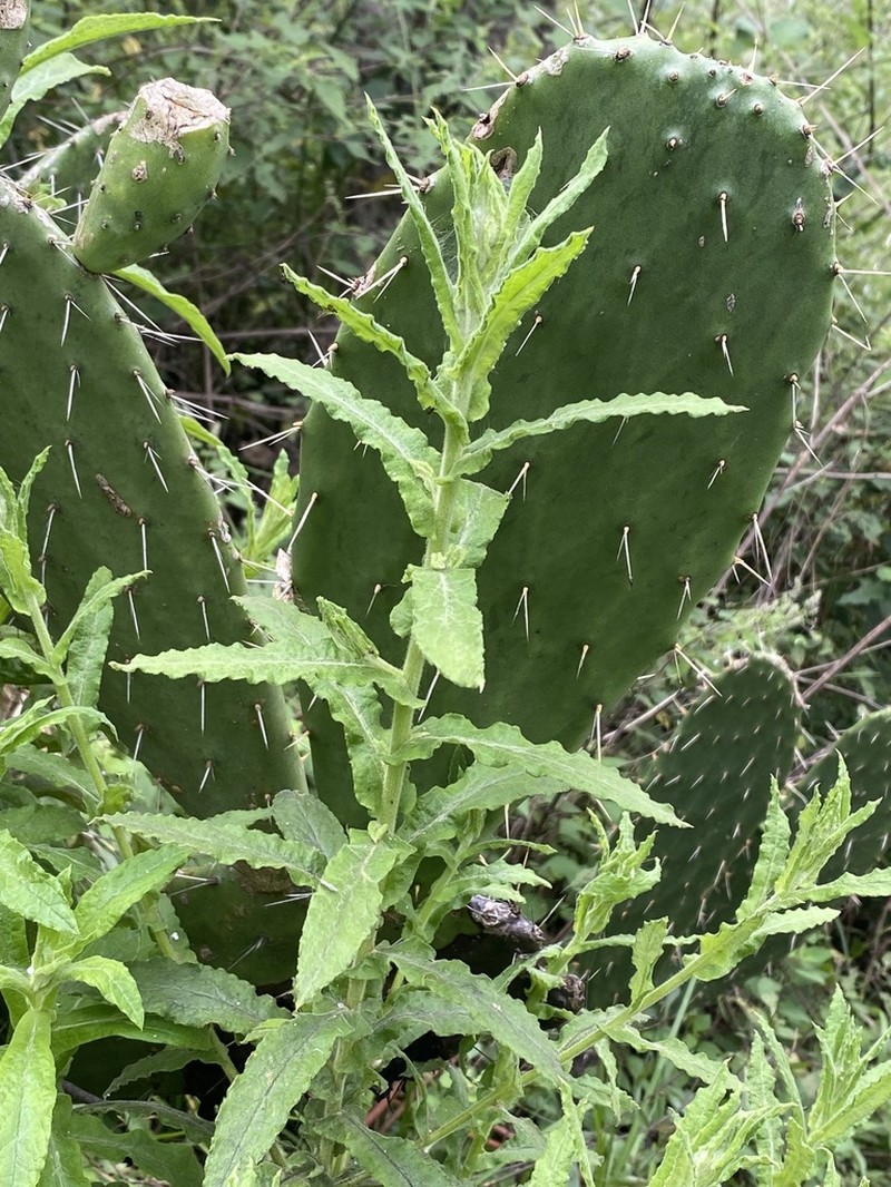 Pseudognaphalium chartaceum photo 4