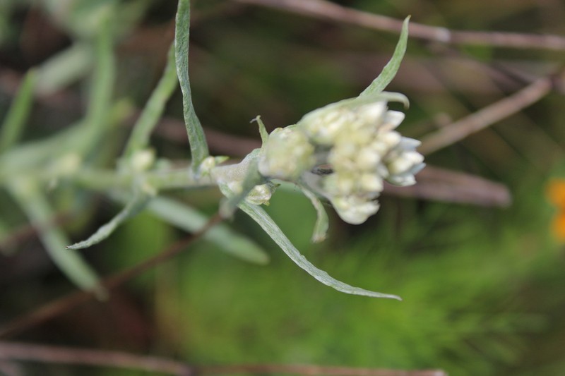 Pseudognaphalium chartaceum photo 5