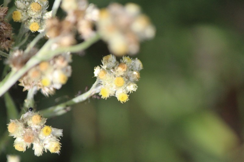Pseudognaphalium chartaceum photo 6