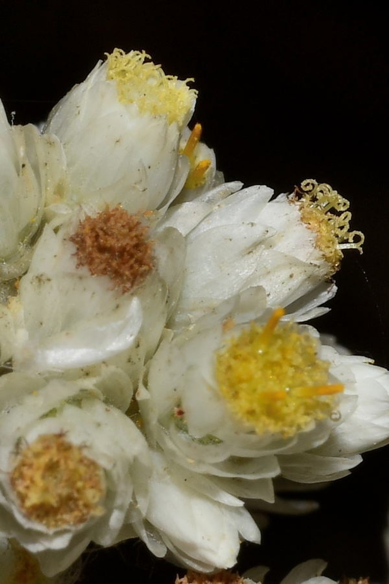Pseudognaphalium chartaceum photo 7