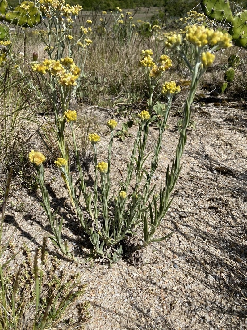 Pseudognaphalium cheiranthifolium