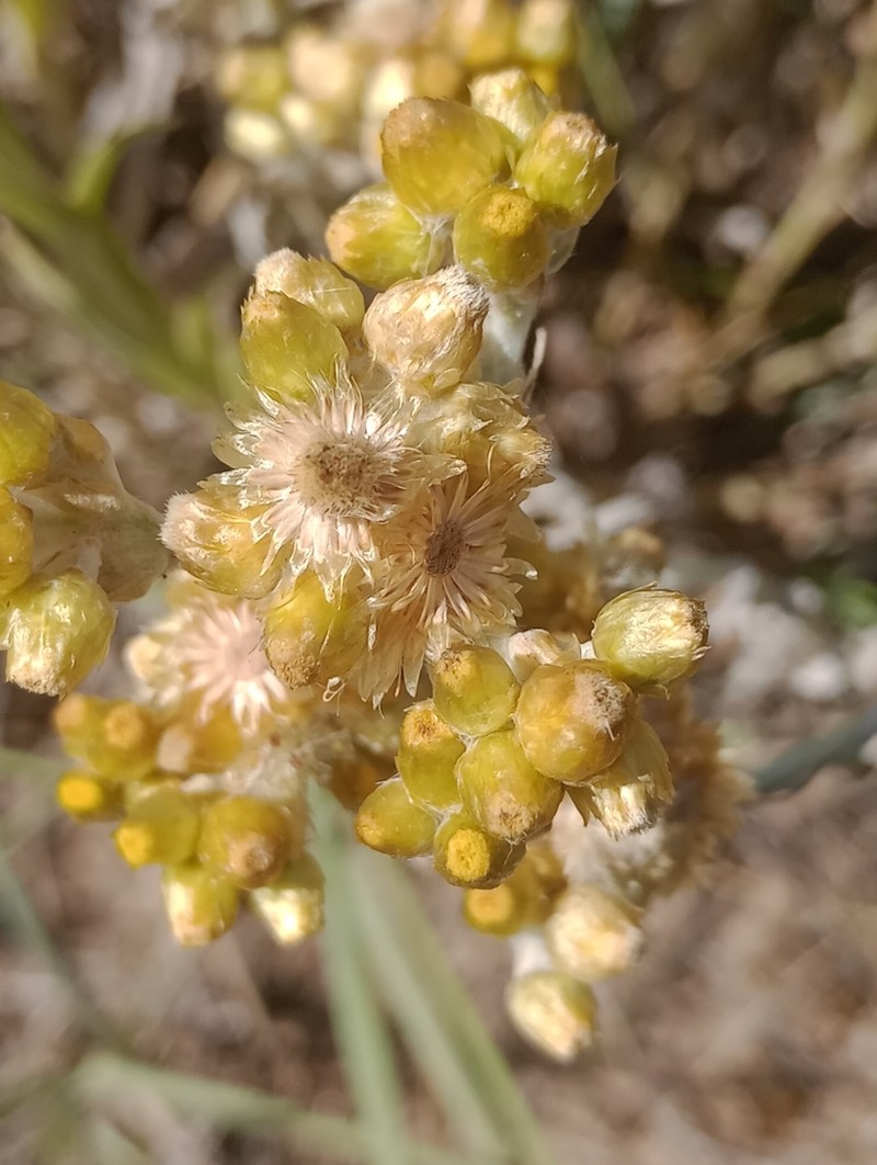 Pseudognaphalium cheiranthifolium photo 2