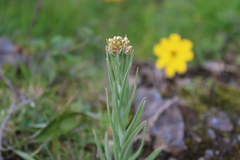 Pseudognaphalium cheiranthifolium photo 3