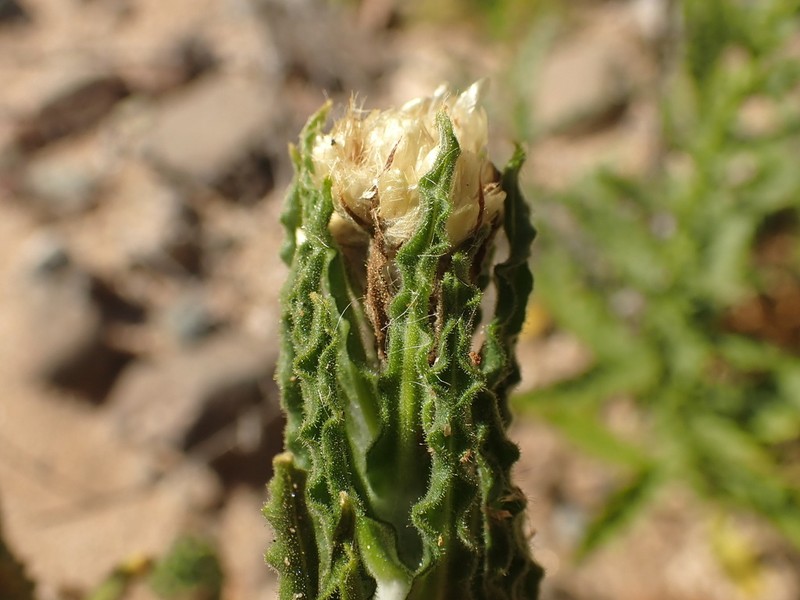 Pseudognaphalium cheiranthifolium photo 4