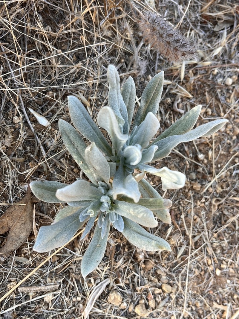 Pseudognaphalium cheiranthifolium photo 5