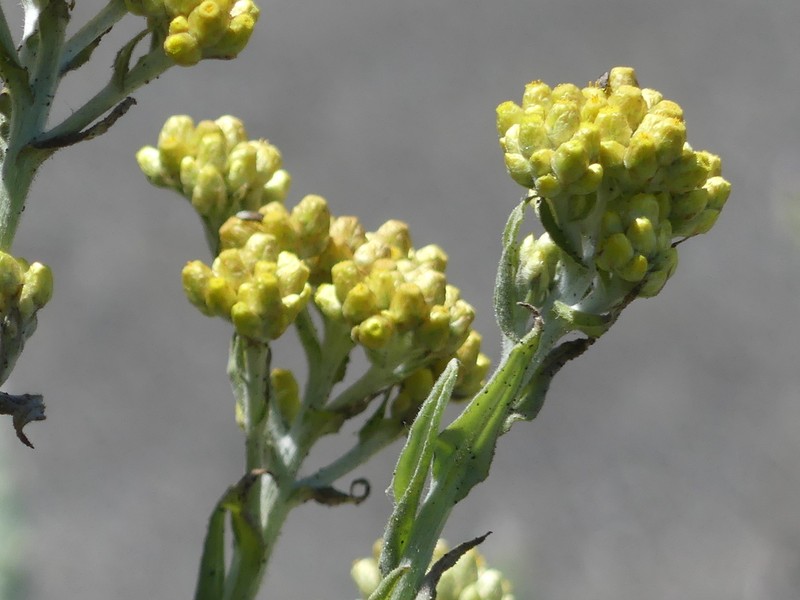 Pseudognaphalium cheiranthifolium photo 6