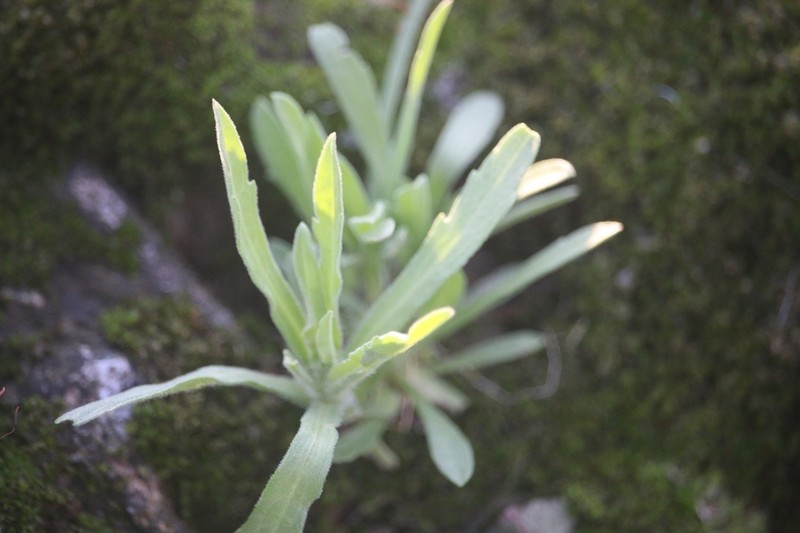 Pseudognaphalium cheiranthifolium photo 7