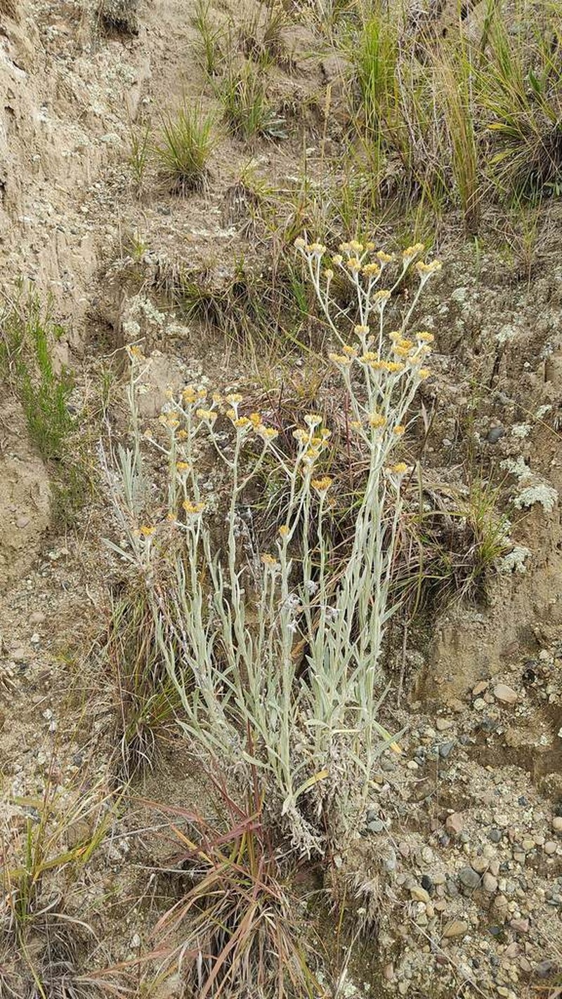 Pseudognaphalium cheiranthifolium photo 8