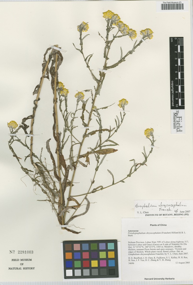 Pseudognaphalium chrysocephalum
