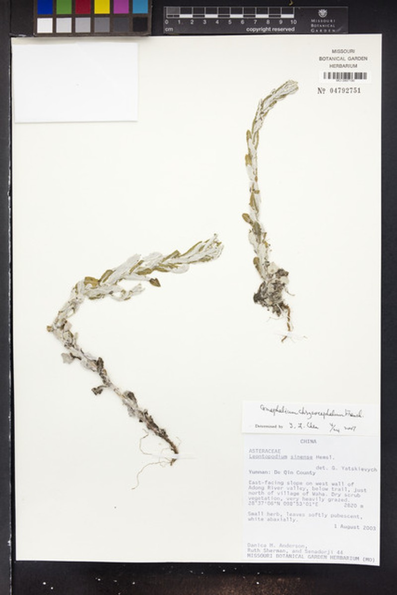 Pseudognaphalium chrysocephalum photo 2