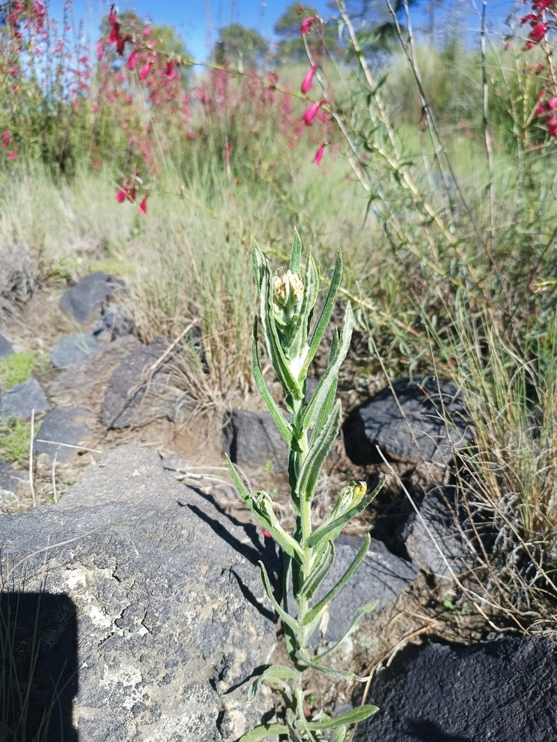 Pseudognaphalium conoideum