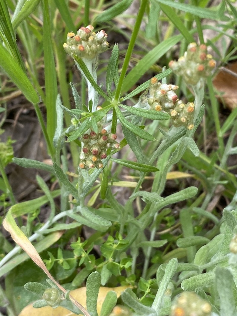 Pseudognaphalium cymatoides photo 2