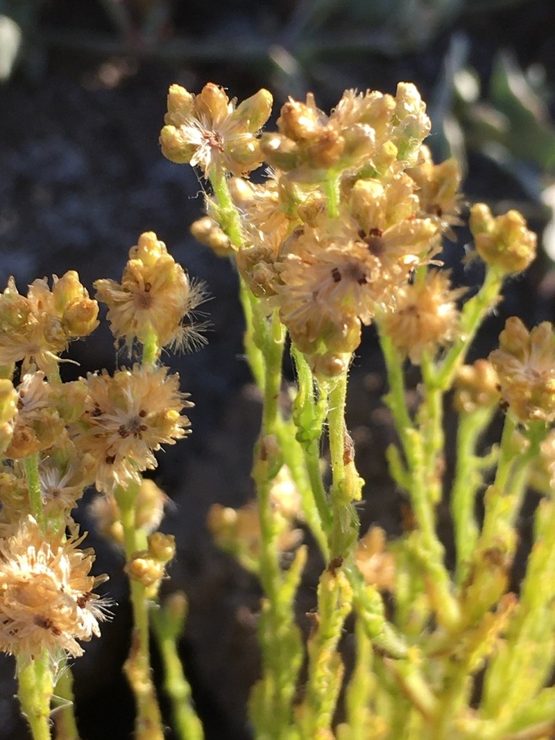 Pseudognaphalium cymatoides photo 3