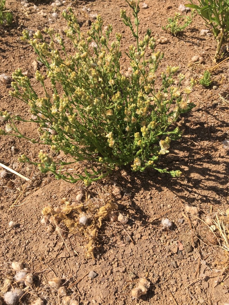 Pseudognaphalium cymatoides photo 4
