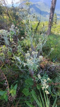 Dominican Cudweed