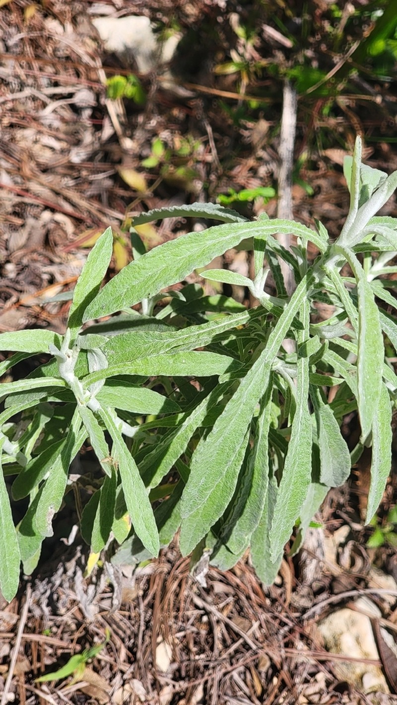Dominican Cudweed photo 2