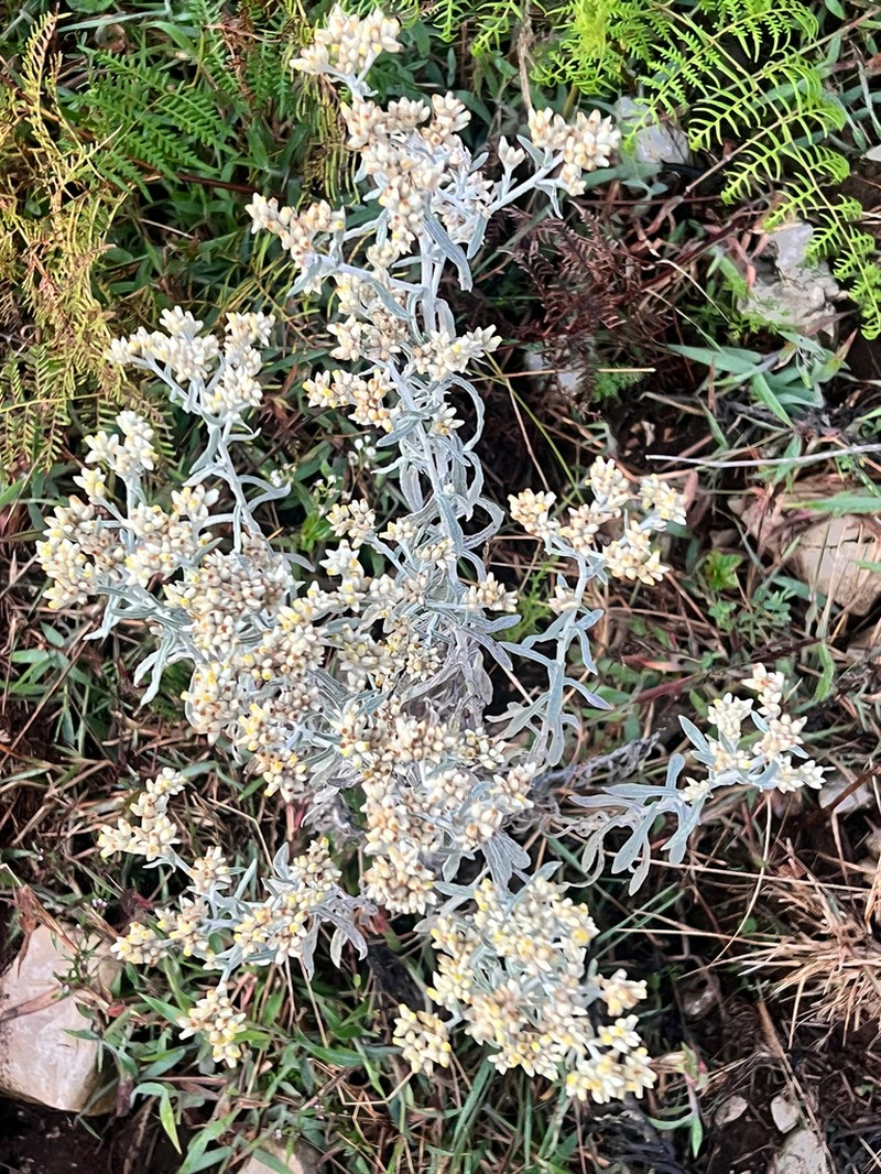 Dominican Cudweed photo 3