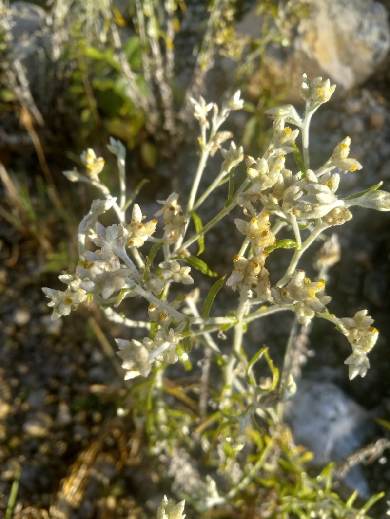 Dominican Cudweed photo 4