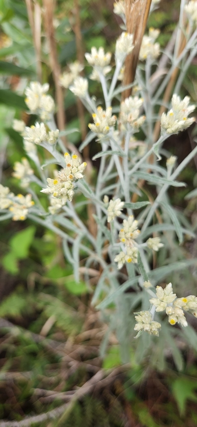 Dominican Cudweed photo 5