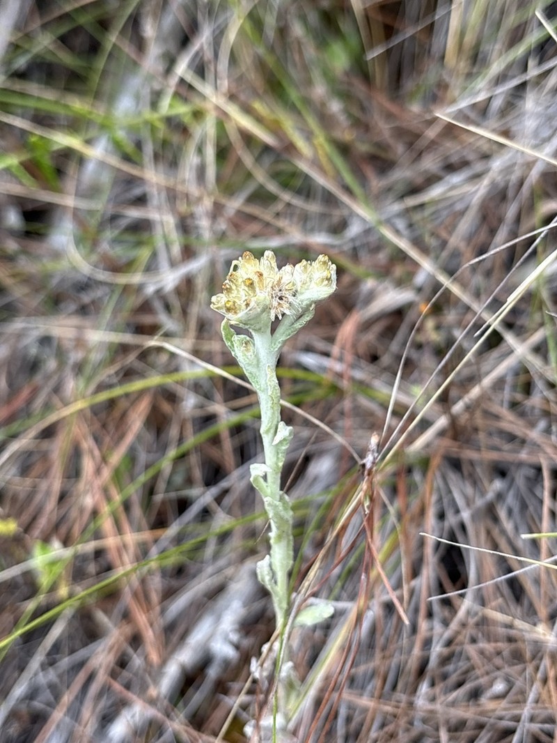 Dominican Cudweed photo 6