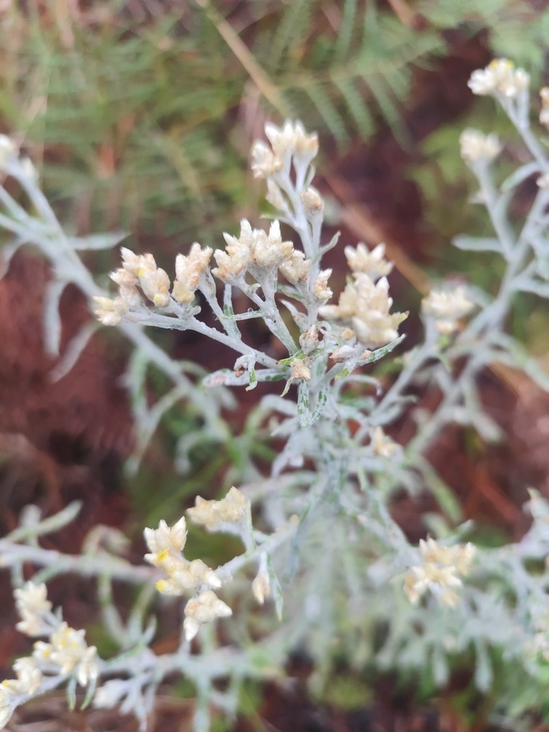 Dominican Cudweed photo 7