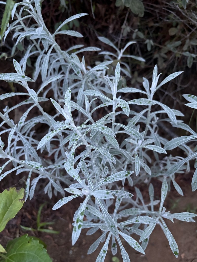 Dominican Cudweed photo 8