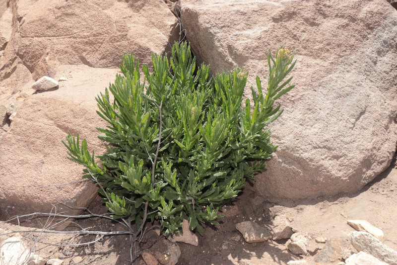 Pseudognaphalium dysodes