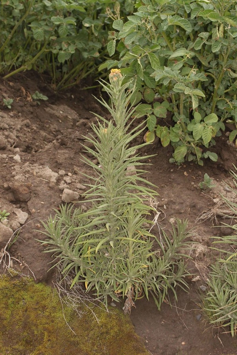 Pseudognaphalium dysodes photo 2