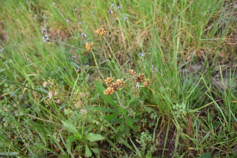 Pseudognaphalium dysodes photo 3