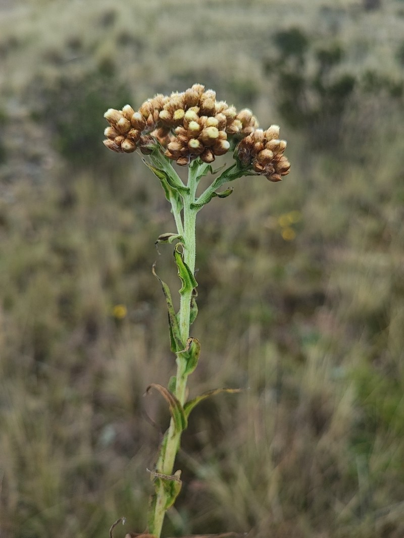 Pseudognaphalium dysodes photo 4